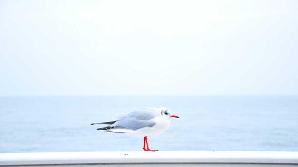 电子游戏 发展史